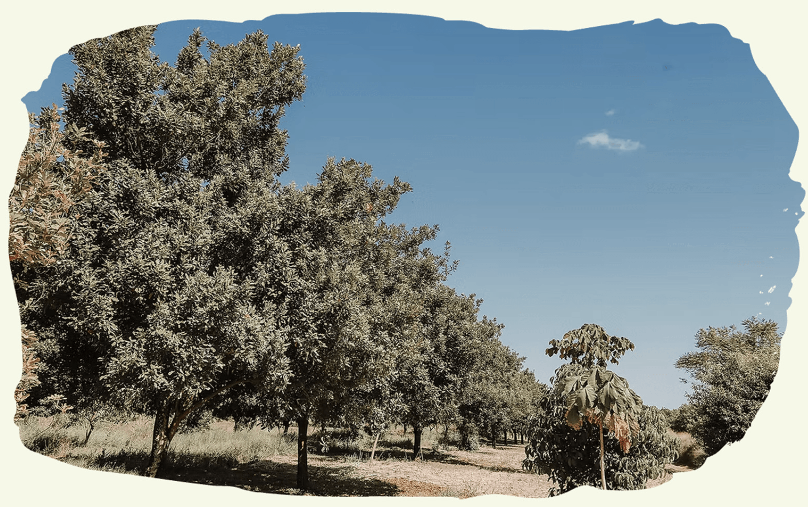 Arvore 2 — Macadâmia Tropical