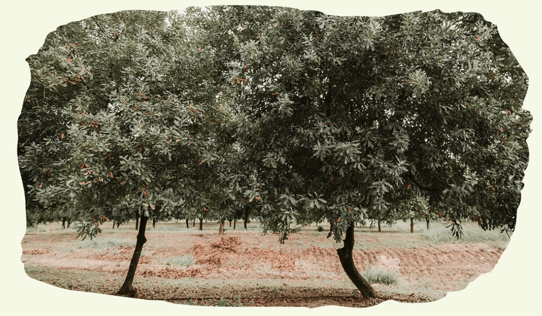Pomar de macadâmias — Macadâmia Tropical
