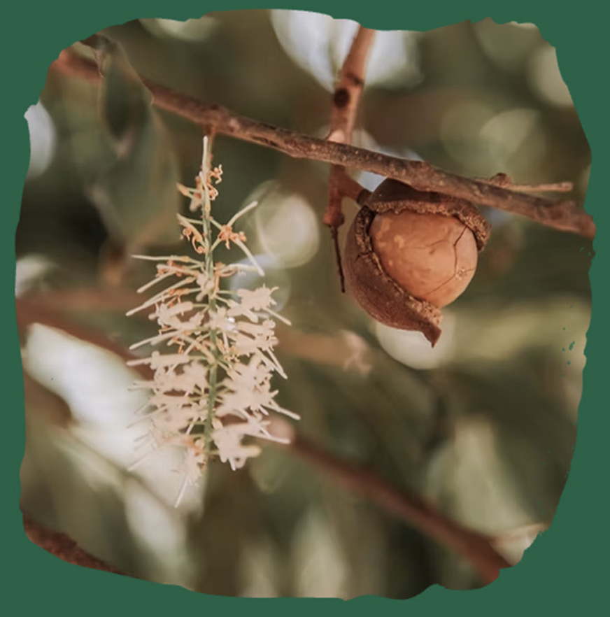 Macadâmia em flor — Macadâmia Tropical